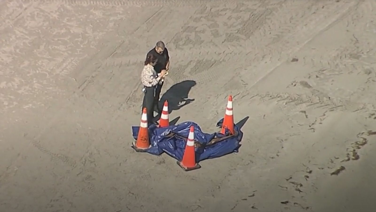 Human Head Washed Up on Florida Beach