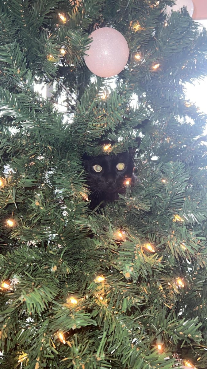 How to Keep Your Cats Out of Your Christmas Tree