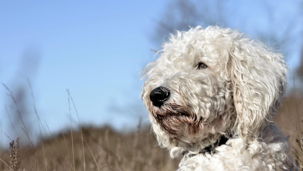 https://get.pxhere.com/photo/dog-pet-mammal-hybrid-vertebrate-dog-breed-wildlife-photography-barbet-animal-portrait-miniature-poodle-goldendoodle-cockapoo-irish-soft-coated-wheaten-terrier-dog-like-mammal-schnoodle-dandie-dinmont-terrier-glen-of-imaal-terrier-dog-crossbreeds-poodle-crossbreed-lagotto-romagnolo-spanish-water-dog-1395836.jpg 